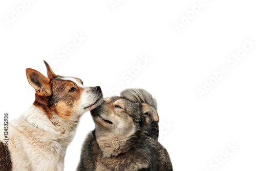 two funny dog cuddling and fooling around noses on white isolated background