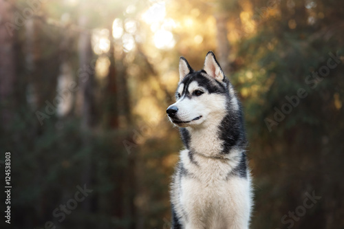 Dog breed Siberian Husky