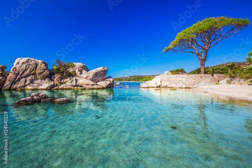 Famous pine tree above the lagoon on Palombaggia beach, Corsica, France