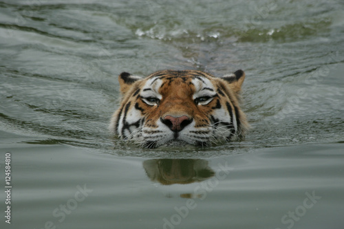 Siberische tijger aan het zwemmen