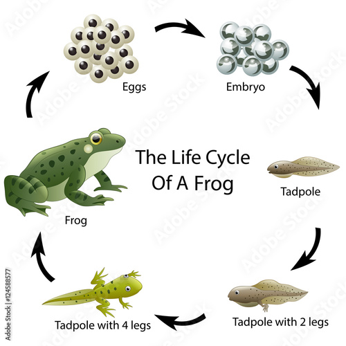 The life cycle of a frog