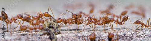 Portrait of the ants with bokeh background