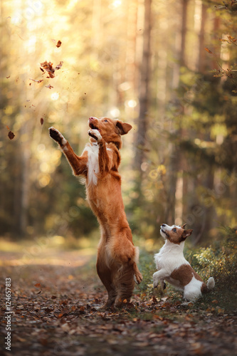 Dog Jack Russell Terrier and dog Nova Scotia Duck Tolling Retriever jump over the leaves