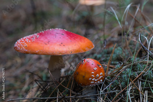 Big and small fly agaric mushroom