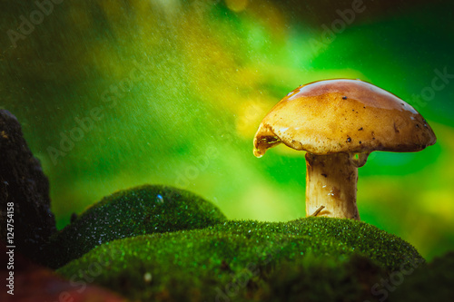 on moss mushroom a light drizzle of rain