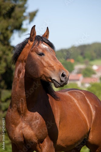 Portrait of nice quarter horse