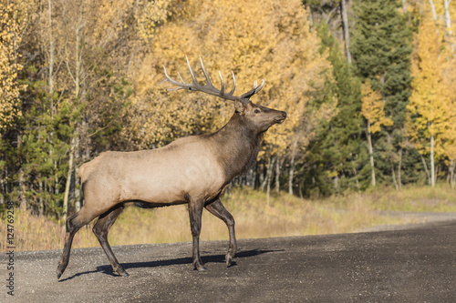 Bull on the Back Roads - A very large 6x6 point bull elk walks majestically down a country road. 