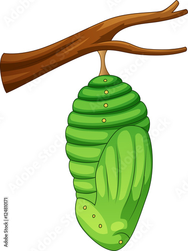Cartoon pupa of the butterfly