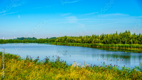 The bird sanctuary of Veluwemeer swith reed along the shore under blue sky near the town of Nijkerk in the Netherlands