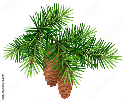 Green fir branch and two cone