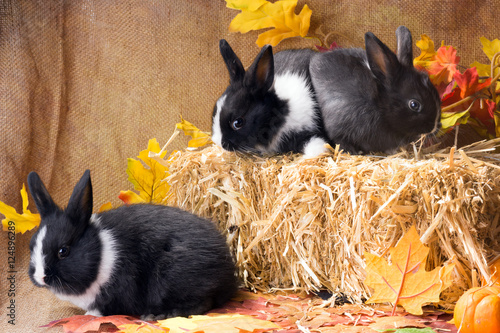 Rabbits about straw block. Dwarf Dutch rabbit, one month