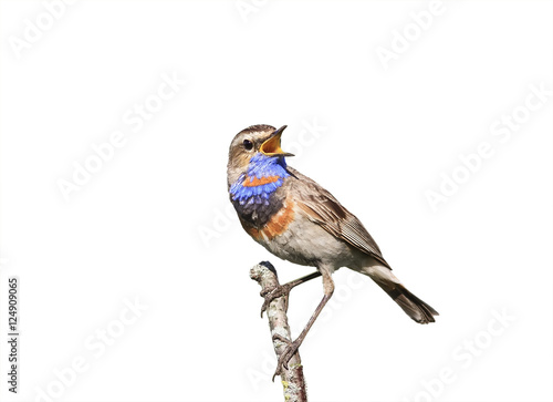 the male Bluethroat birds singing on a branch on white isolated background