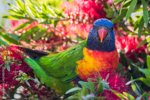 Rainbow Lorikeets & Bottlebrush in springtime