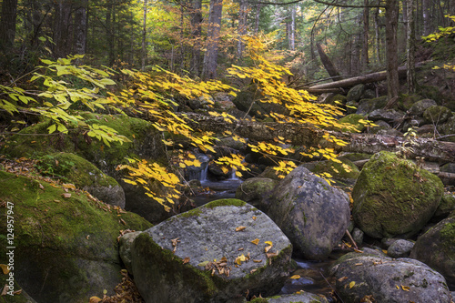 Colorful foliage along Snyder Brook in New Hampshire's White Mountains.