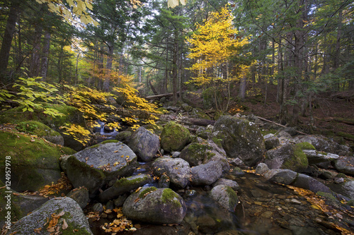 Colorful foliage along Snyder Brook in New Hampshire's White Mountains.