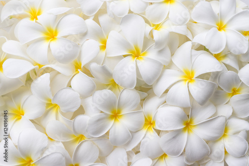 Background of Plumeria Flowers