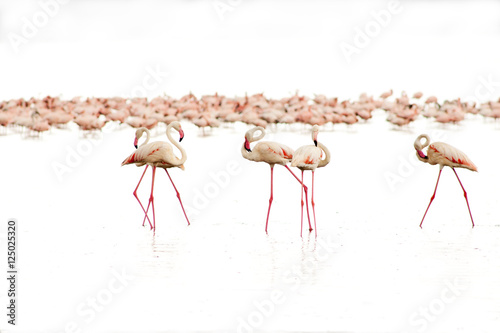 high key photo of Lesser flamingos on the white background of Nakuru lake