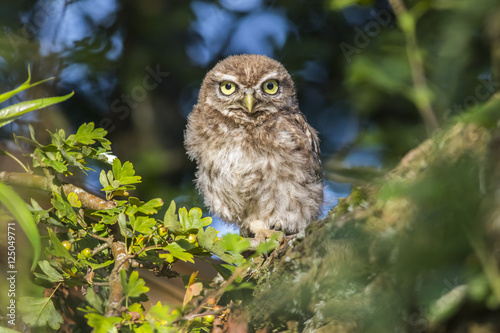 Steinkauz (Athene noctua)