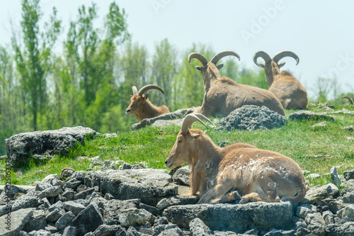 Heard of Ibex