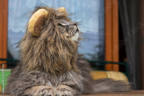 Grey long-haired cat wearing a lion costume