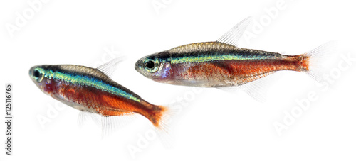 Two Cardinalis fish or cardinal tetra isolated on white