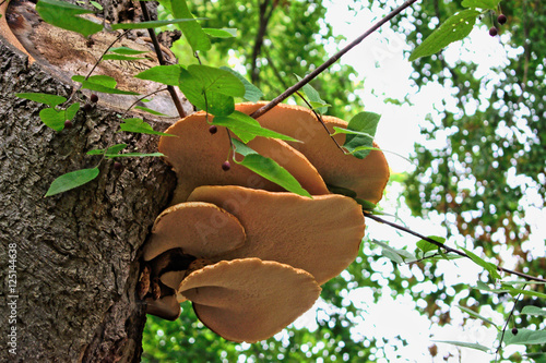 Brown mushrooms growing on a tree