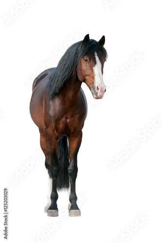 Bay horse standing isolated on white background
