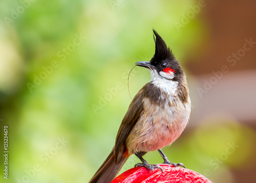 The red-whiskered bulbul is a passerine bird found in Asia. It is a member of the bulbul family. It is a resident frugivore found mainly in tropical Asia. It has been introduced in many tropical areas