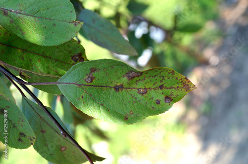 Venturia inaequalis - apple scab on ornamental apple leaf