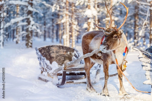 Reindeer safari