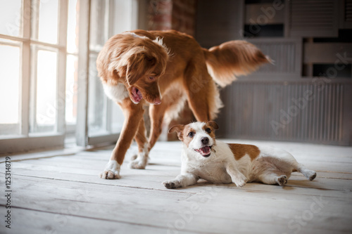 pets play in the room. Dogs Jack Russell Terrier and Nova Scotia Duck Tolling Retriever