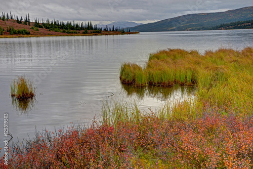 Alaskan lake surrounded with colorful grasses and Blueberry Bushes.