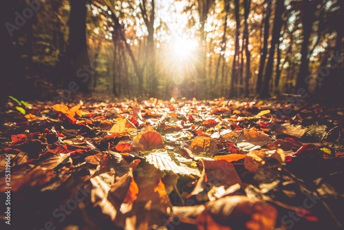 Golden Autumn Foliage