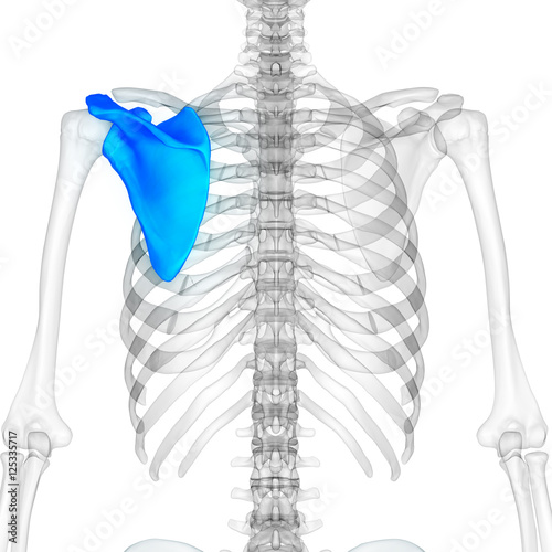 Human Body Bone Joint Pains Anatomy (Scapula)