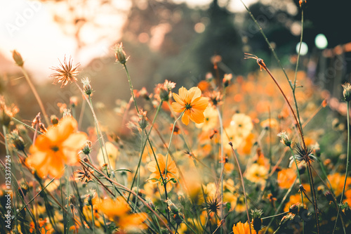 Yellow flower nature in the morning.Vantage or retro tone.