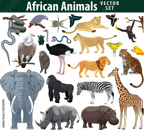 Wild african animals set with zebra ostrich lion rhinoceros hippo snake leopard vulture parrot gorilla butterflies giraffe frog isolated vector illustration