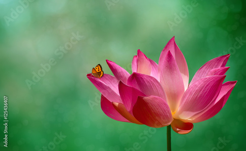 Pink lotus flower water plant
