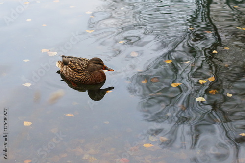 Одинокая дикая утка плавает в осеннем пруду.
