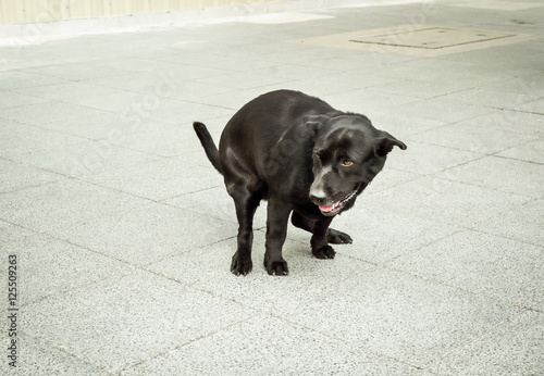 Black dog peeing on pavement, Animal behavior image