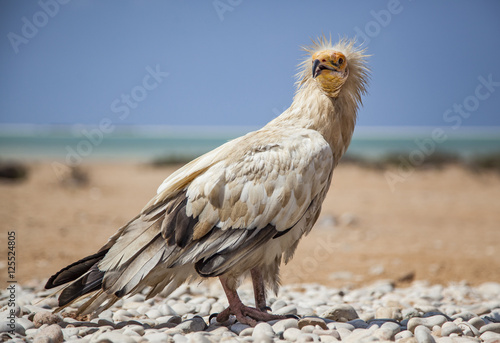 Egyptian vulture (Neophron percnopterus) in Socotra, Yemen