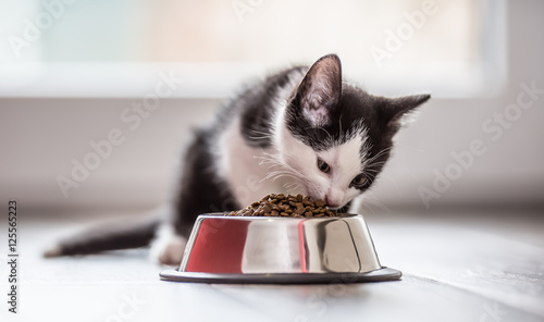 Cat. Cute little kitten with a bowl of granules at home or in the garden.