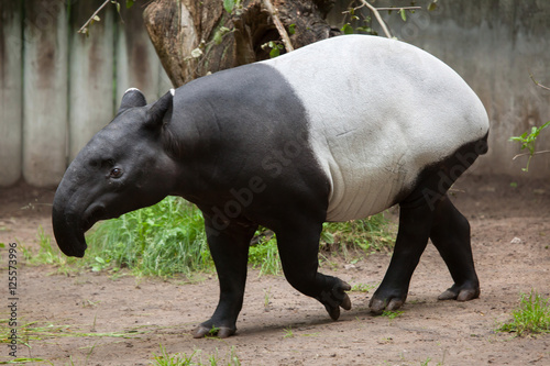 Malayan tapir (Tapirus indicus).