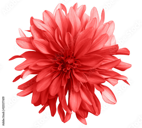 red flower on a white background isolated with clipping path. Closeup. big shaggy flower. Dahlia.