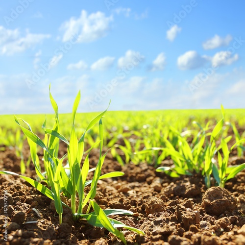 Young wheat seedlings growing in a soil. Agriculture and agronomy theme. Organic food produce on field. Natural background.
