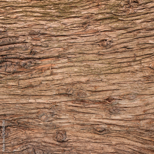 bark tree texture
