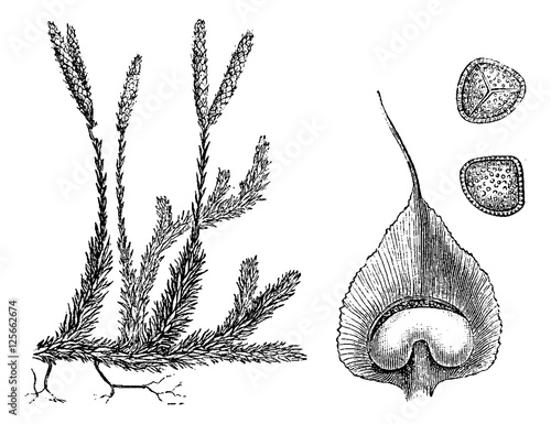Lycopodium or Ground pines, vintage engraving.