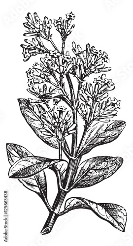 Cinchona calisaya (end a flowery branch), vintage engraving.