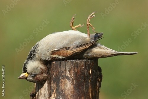 Dead House Sparrow (Passer domesticus)