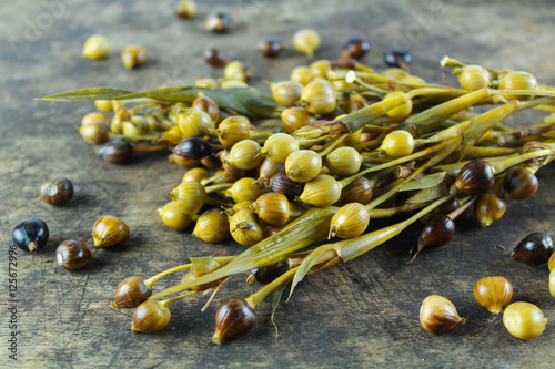 Job's tears ( coix lachryma-jobi ) of wild grass