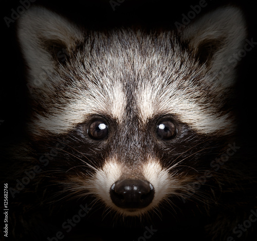 Portrait of a cunning raccoon closeup on a black background